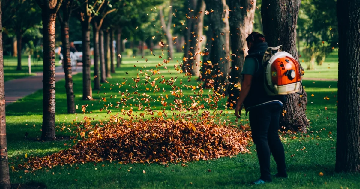 Person using a leaf blower to clear autumn leaves on a neatly maintained park lawn.
